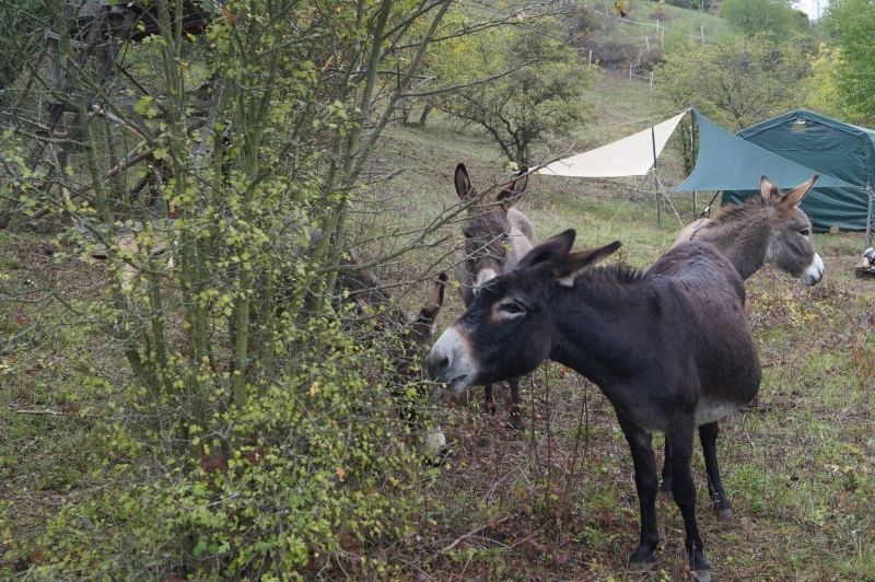 Bild von mehreren Eseln am Höllenberg