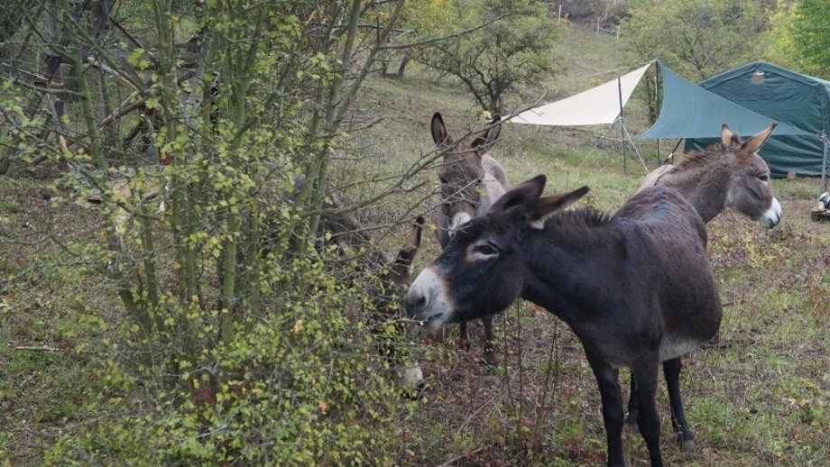 Bild von mehreren Eseln am Höllenberg