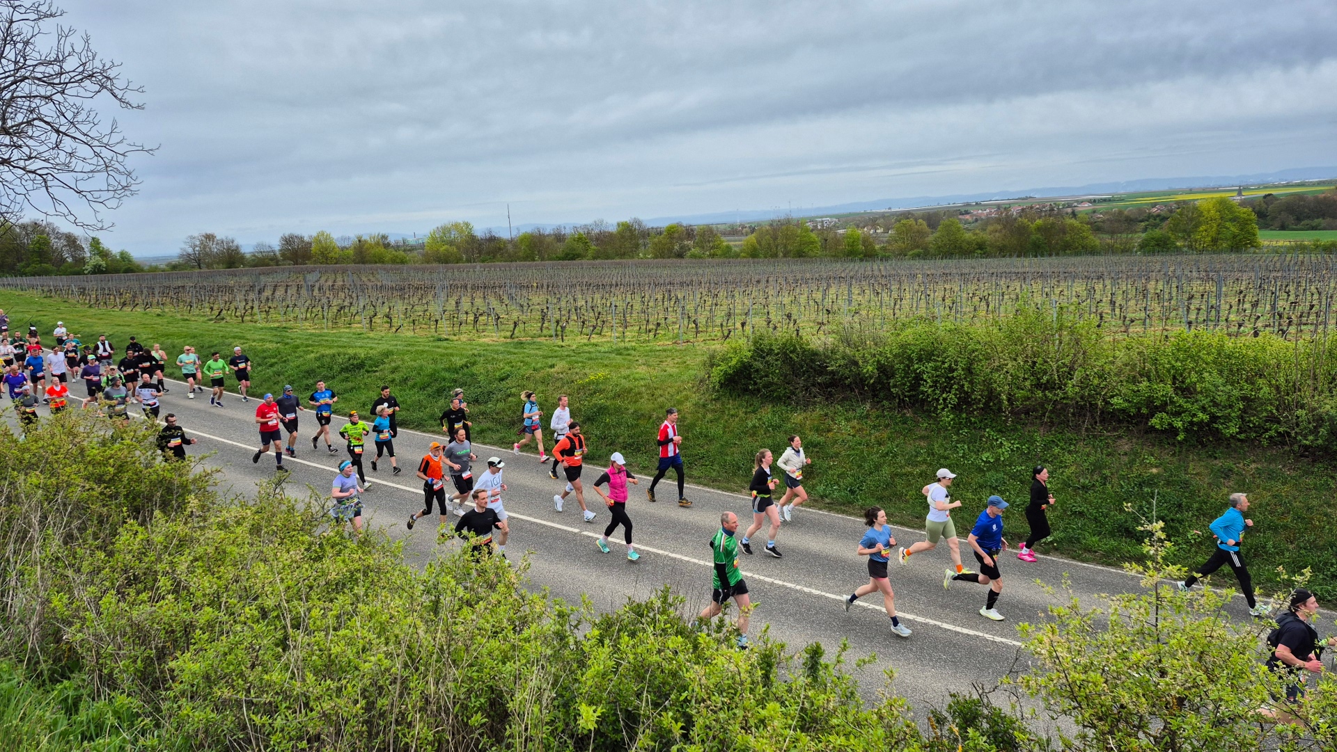 Viele Läuferinnen und Läufer auf einer Straße, dahinter Weinberge.
