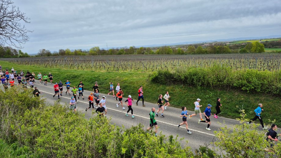 Viele Läuferinnen und Läufer auf einer Straße, dahinter Weinberge.