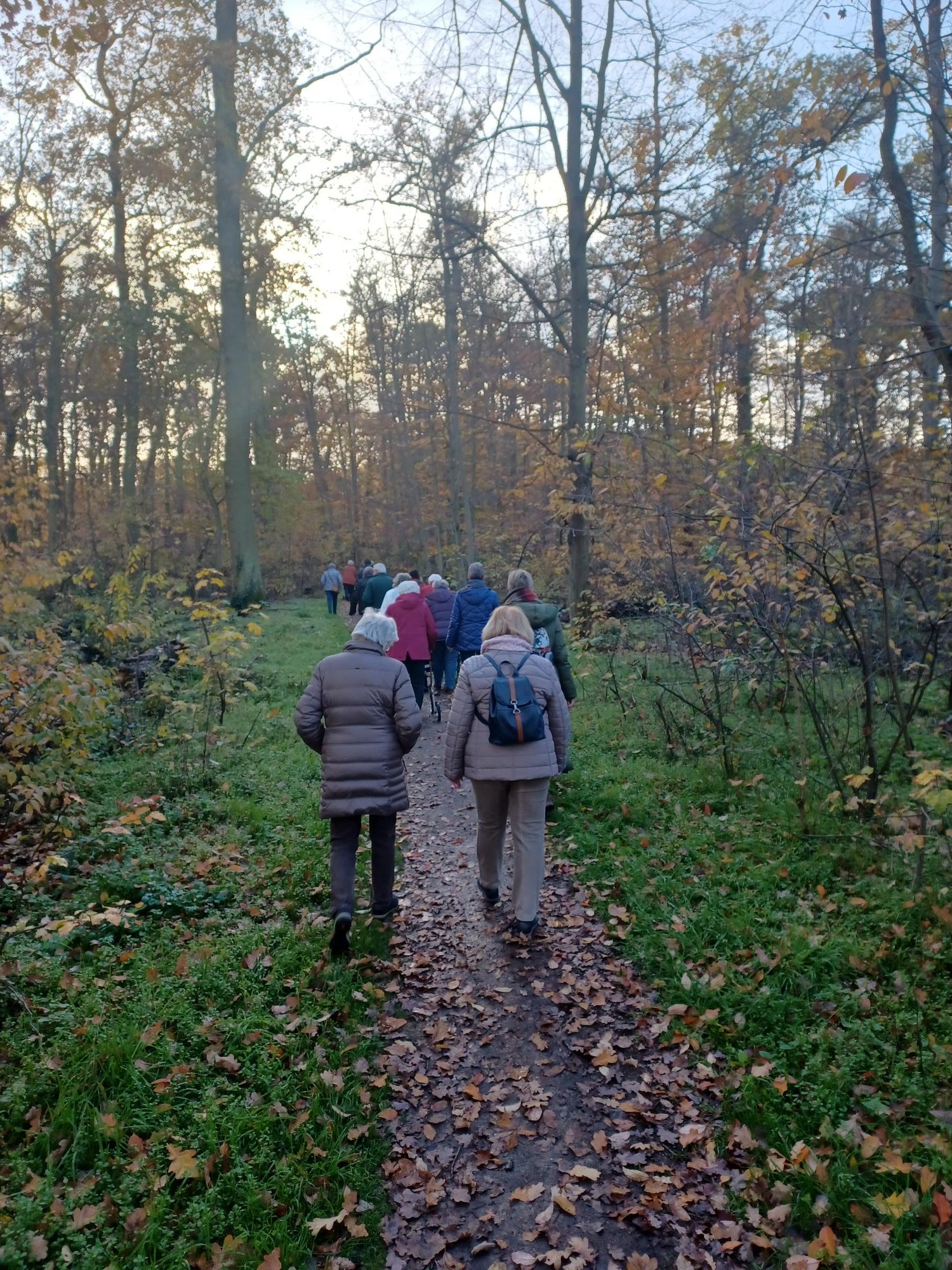 Eine Gruppe älterer Menschen ist von hinten zu sehen. Alle laufen auf einem Waldweg im Herbst, Laub liegt auf dem Boden.  