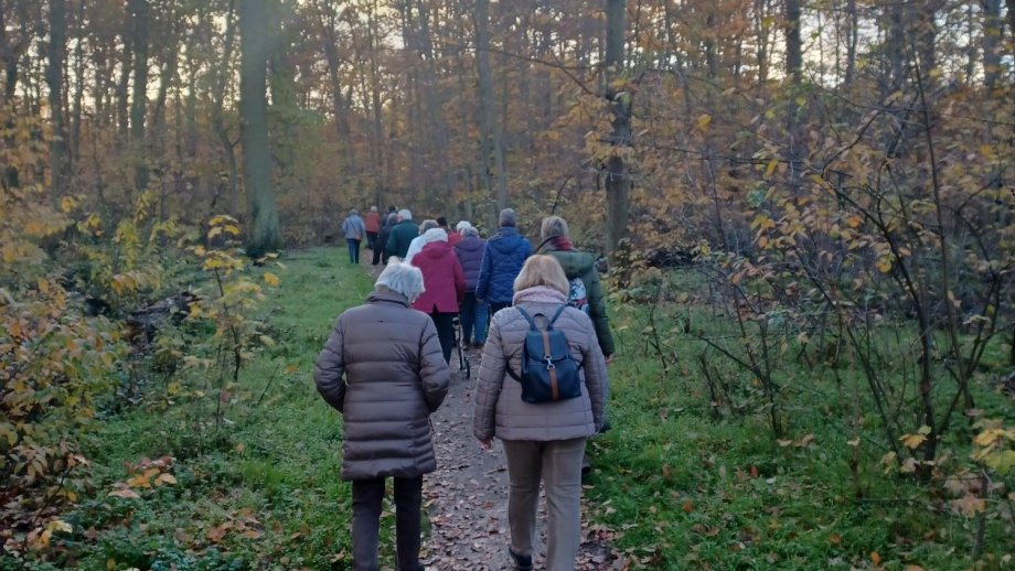 Eine Gruppe älterer Menschen ist von hinten zu sehen. Alle laufen auf einem Waldweg im Herbst, Laub liegt auf dem Boden.  