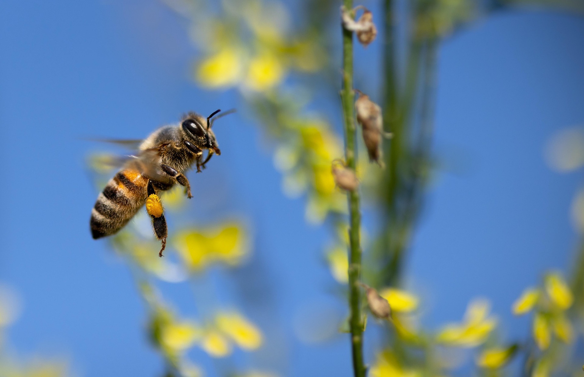 Eine Biene fliegt vor blauem Himmel auf eine Blume zu.