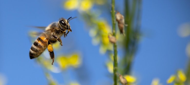 Eine Biene fliegt vor blauem Himmel auf eine Blume zu.