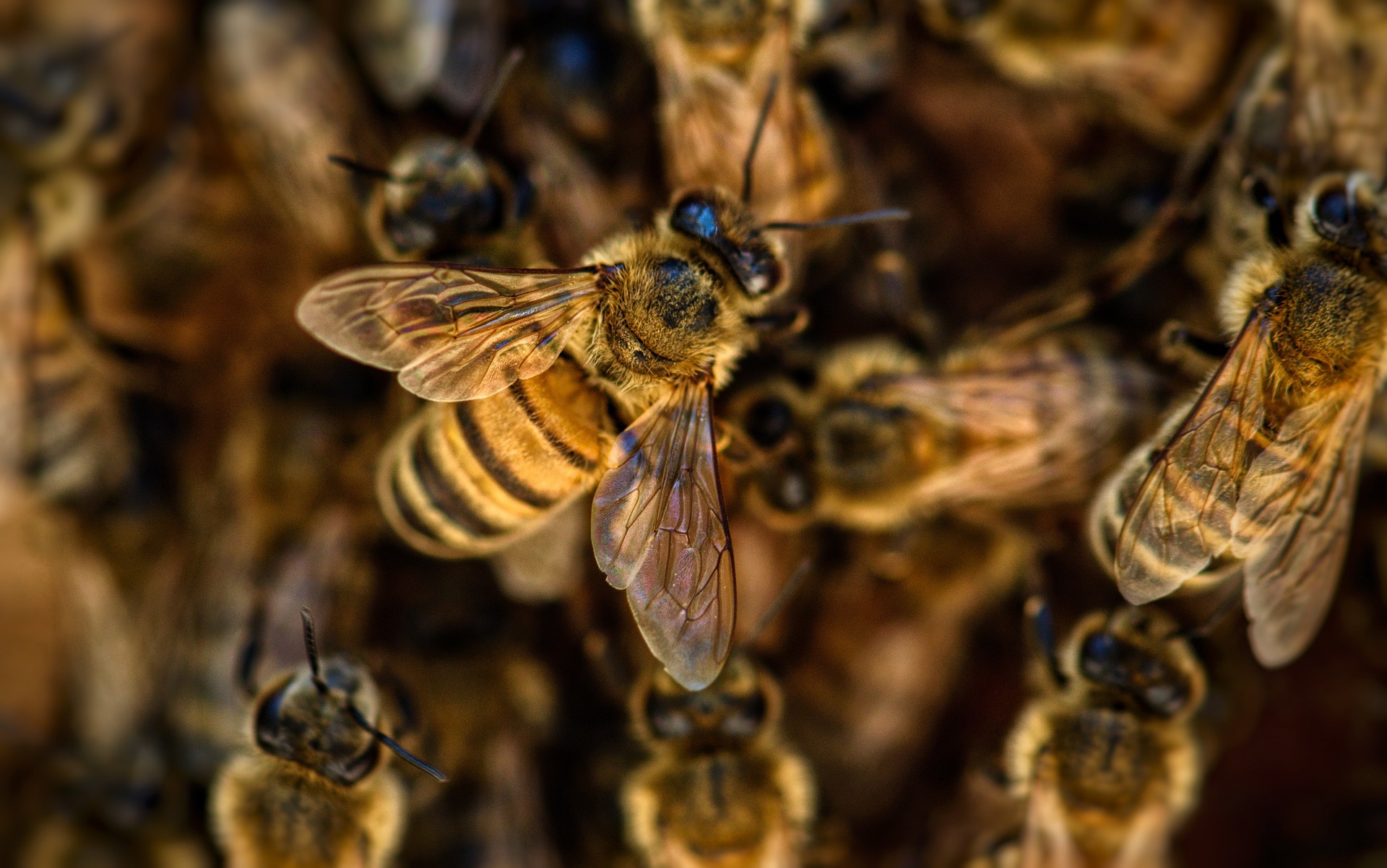 Viele Bienen.