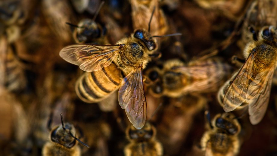 Viele Bienen.