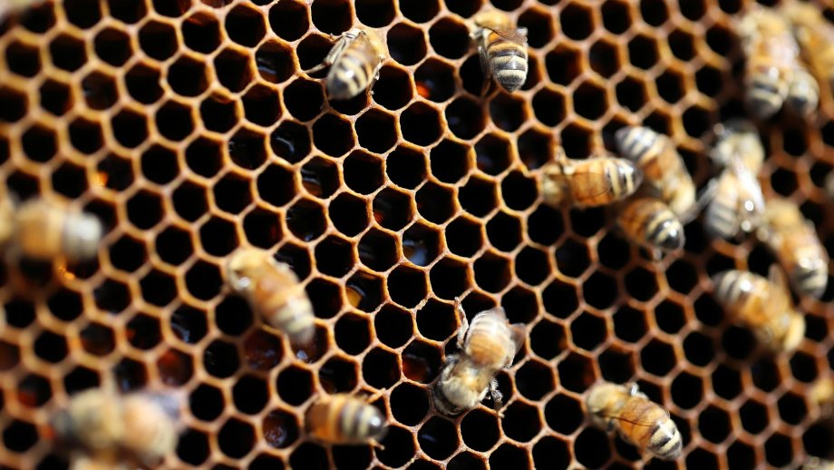 Bienen, Waben