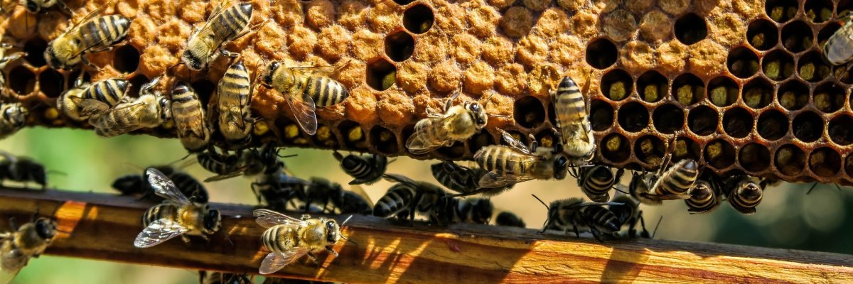 Bienen auf einer Bienenwabe.