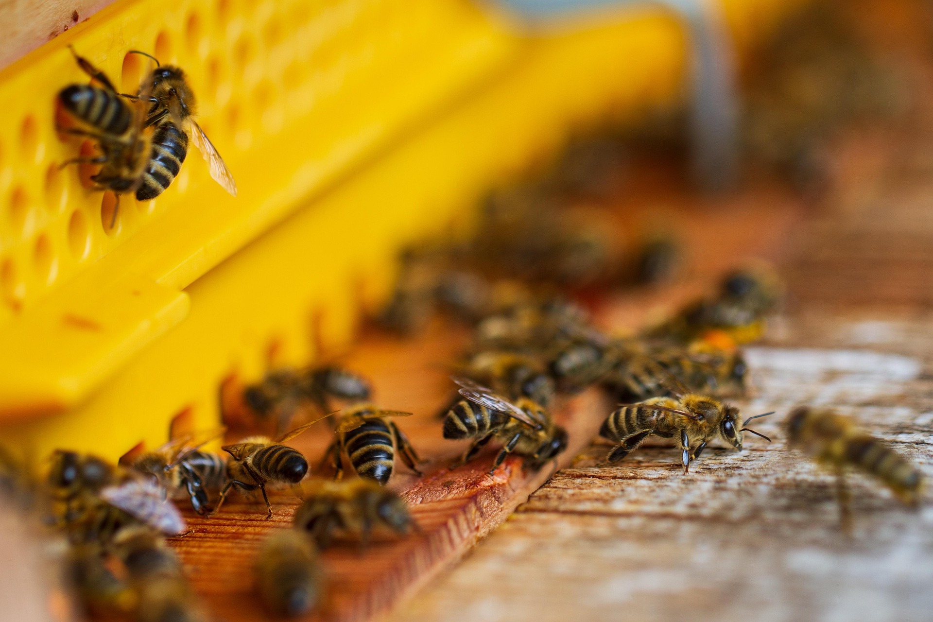 Bienen