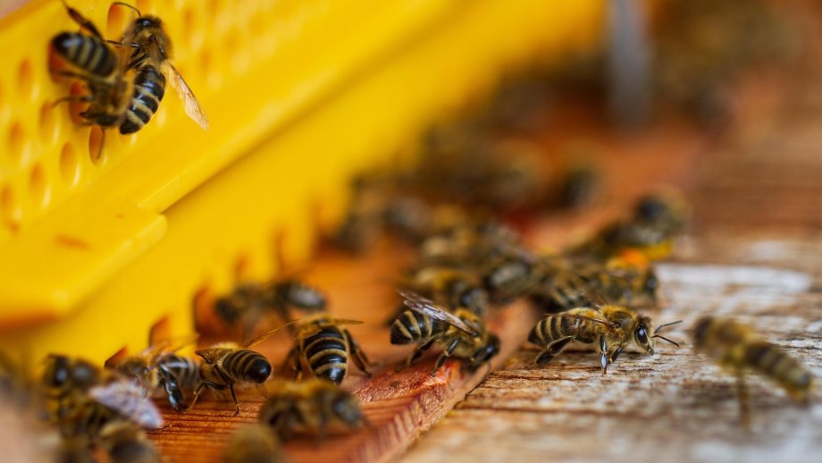 Bienen