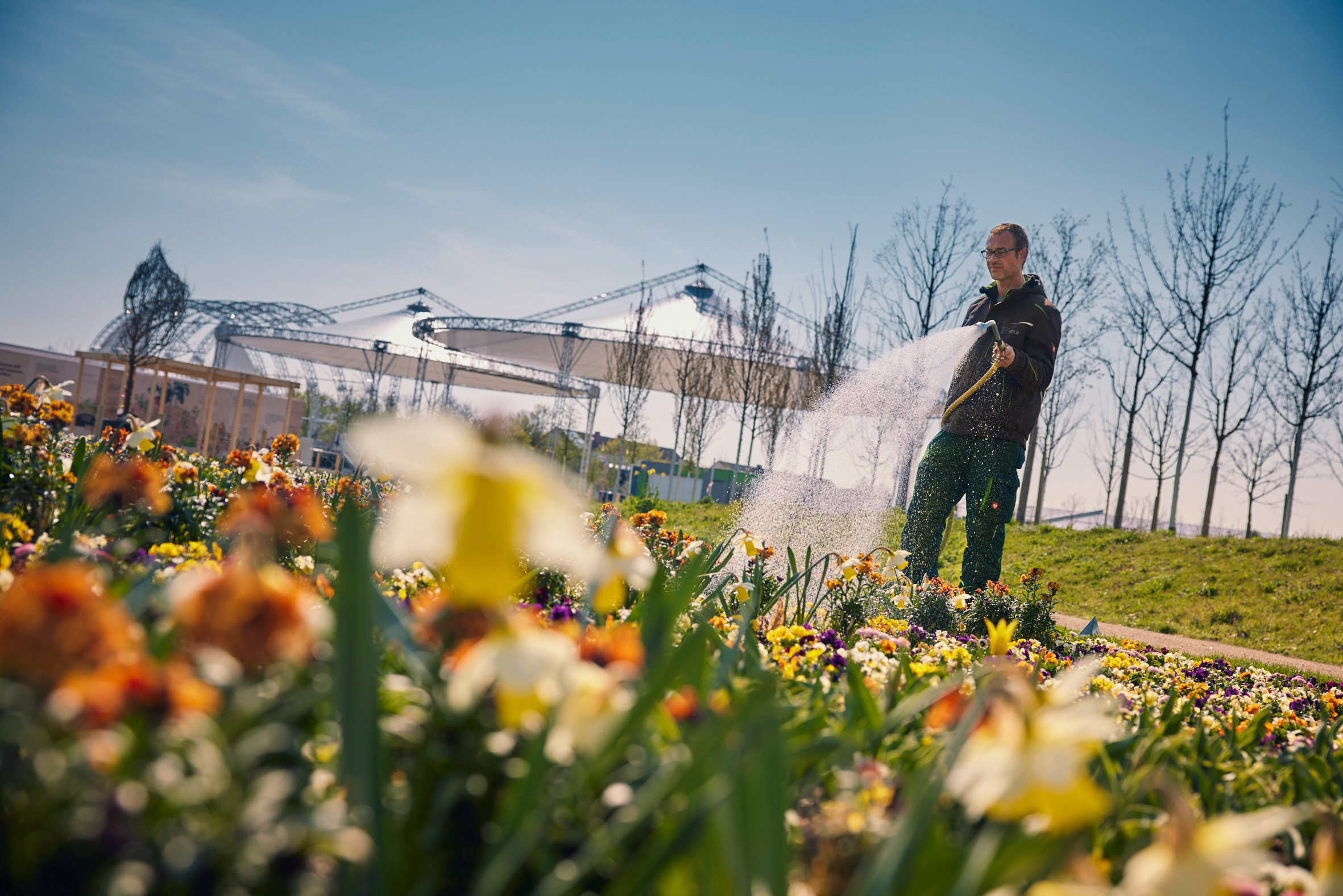 Ein Mann gießt Frühlingsblumen im Spinelli-Park auf der Bundesgartenschau. 