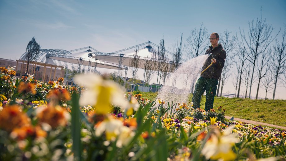 Ein Mann gießt Frühlingsblumen im Spinelli-Park auf der Bundesgartenschau. 
