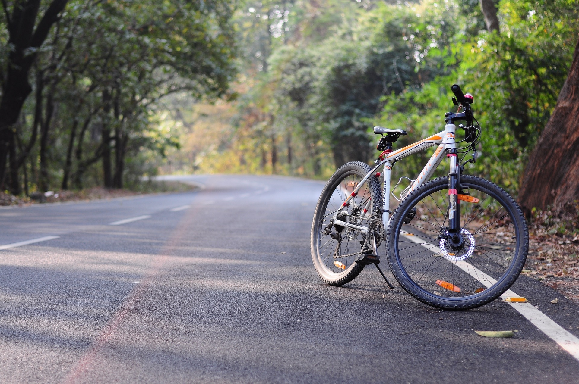 Ein Fahrrad steht am Rand einer asphaltierten Straße im Wald. 