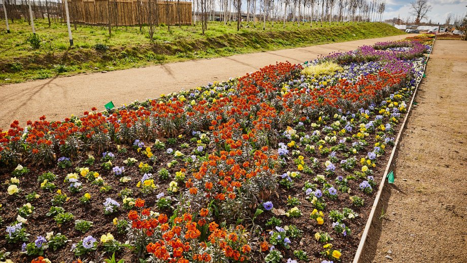 Ein bunt bepflanztes Blumenbeet, links und rechts davon Wege, im Hintergrund schmale, junge Bäume ohne Laub. 