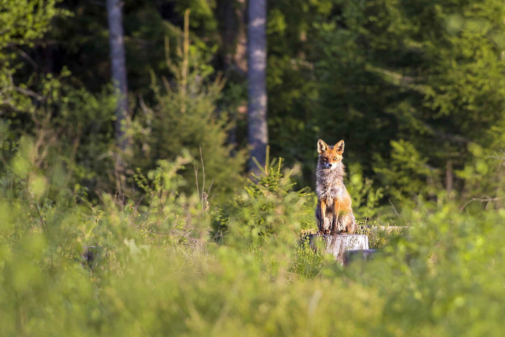 Ein Fuchs sitzt auf einem Baumstumpf auf einer Waldlichtung. 