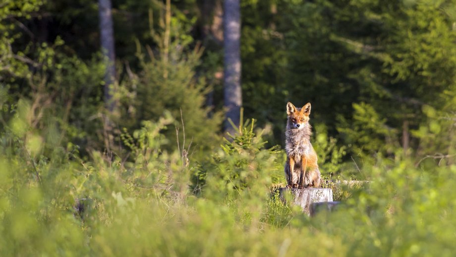 Ein Fuchs sitzt auf einem Baumstumpf auf einer Waldlichtung.