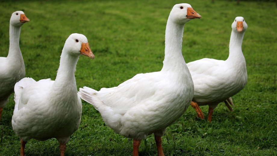 Vier weiße Gänse