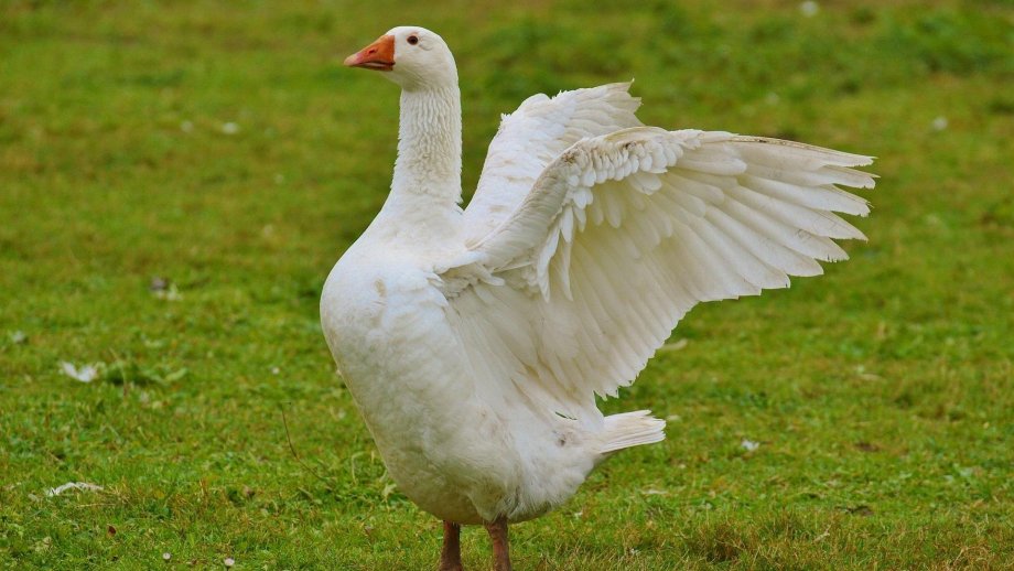 Eine Gans schlägt mit den Flügeln.