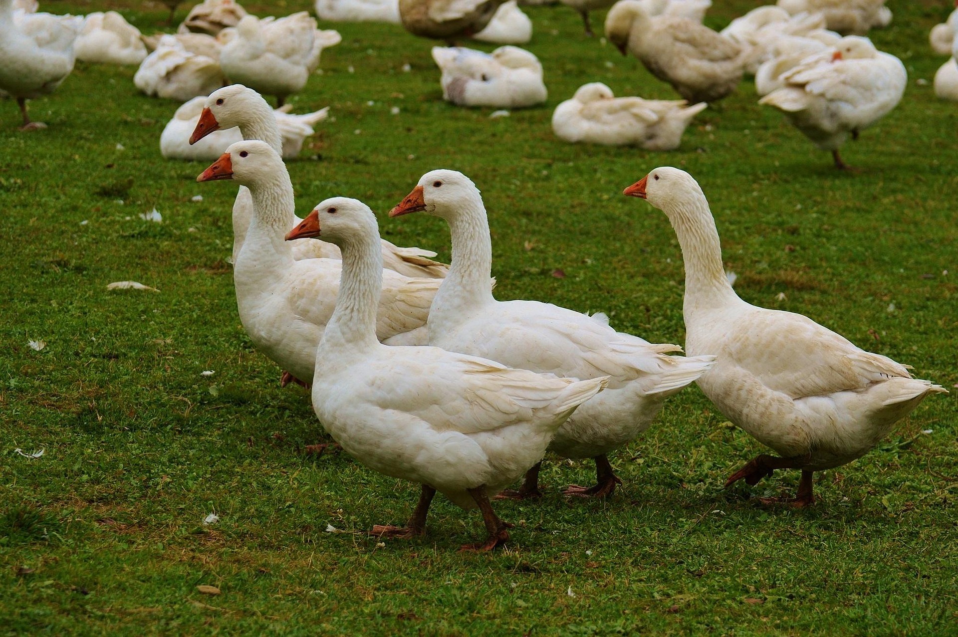 Mehrere Gänse.