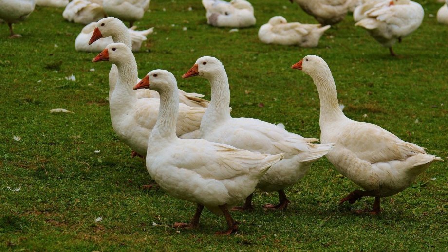 Mehrere Gänse.