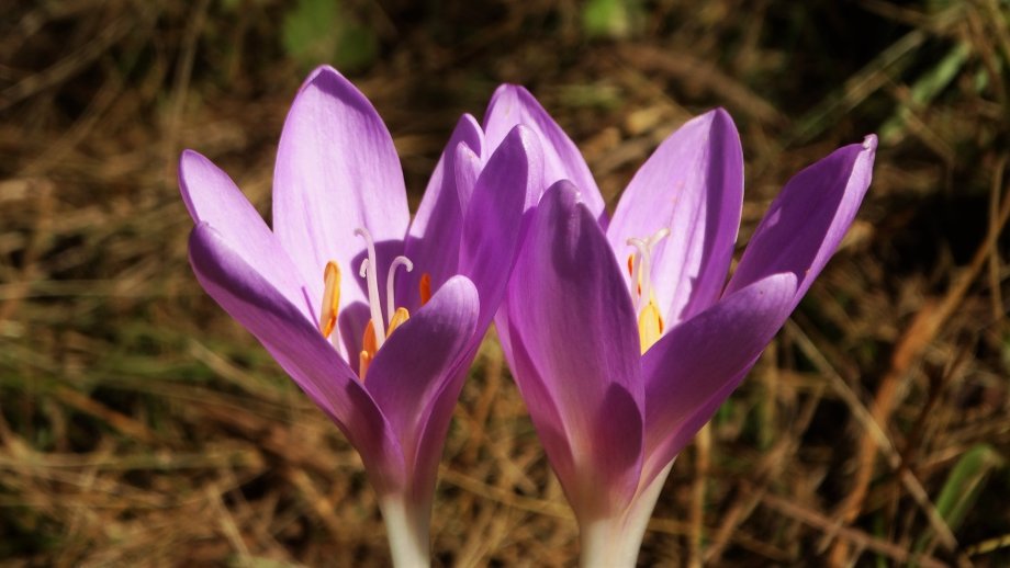 Zwei lilafarbene, nach oben geöffnete Blüten. 