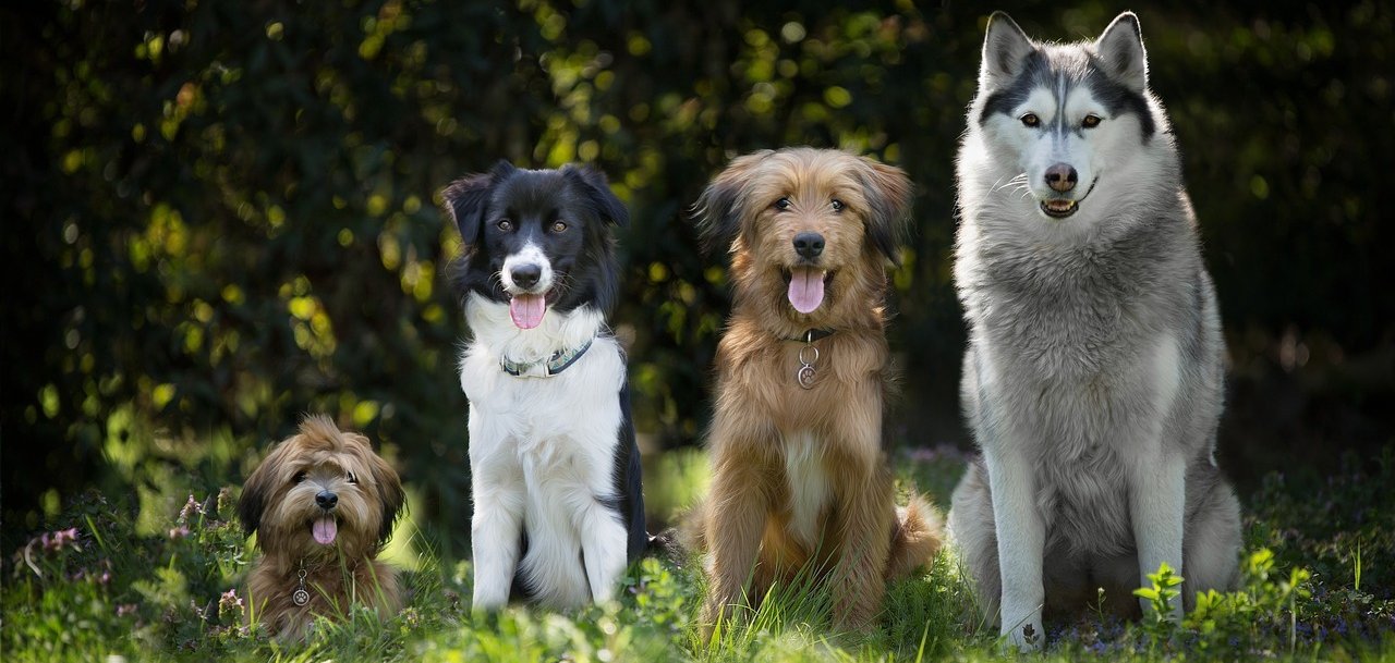 Vier verschiedene Hunde. 