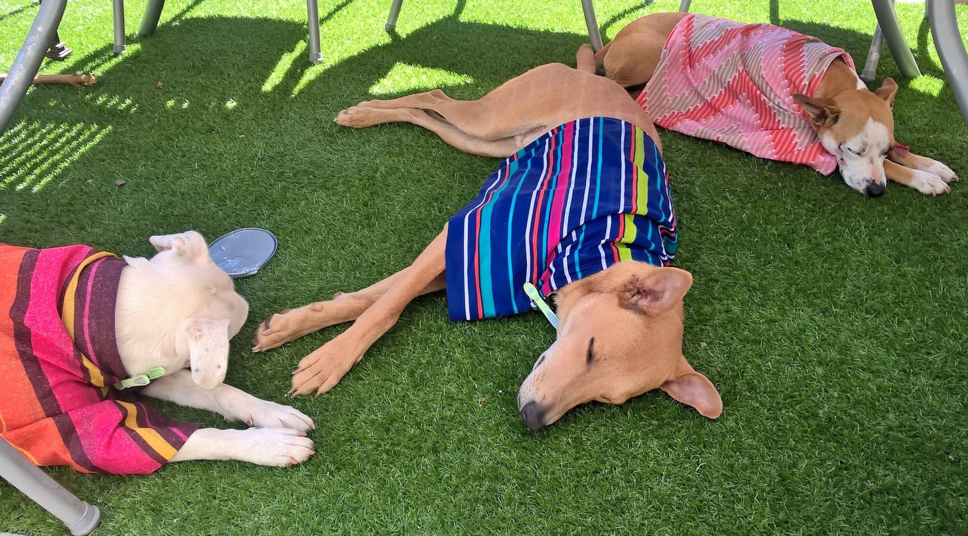 Hunde mit nassen Handtüchern im Schatten auf Rasen.