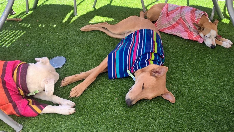 Hunde mit nassen Handtüchern im Schatten auf Rasen.