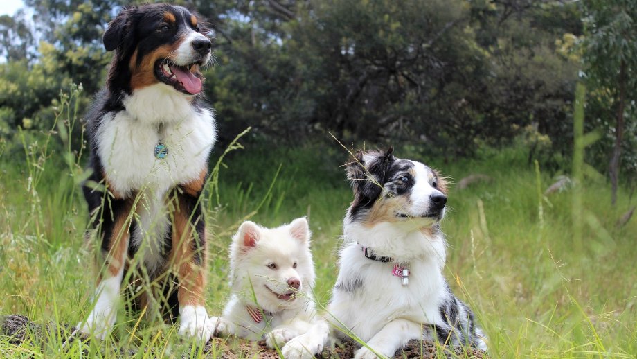 Drei Hunde auf einer Wiese. 
