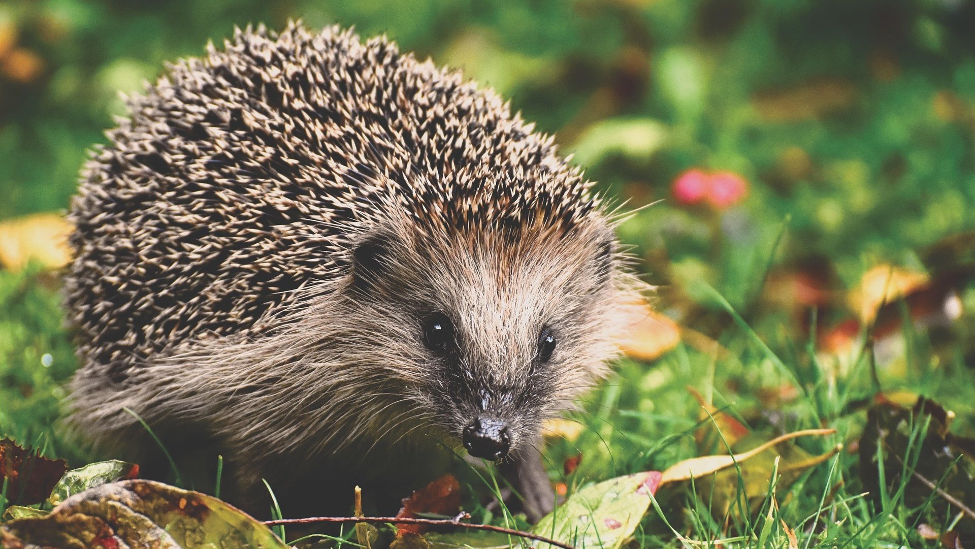 Igel auf Wiese