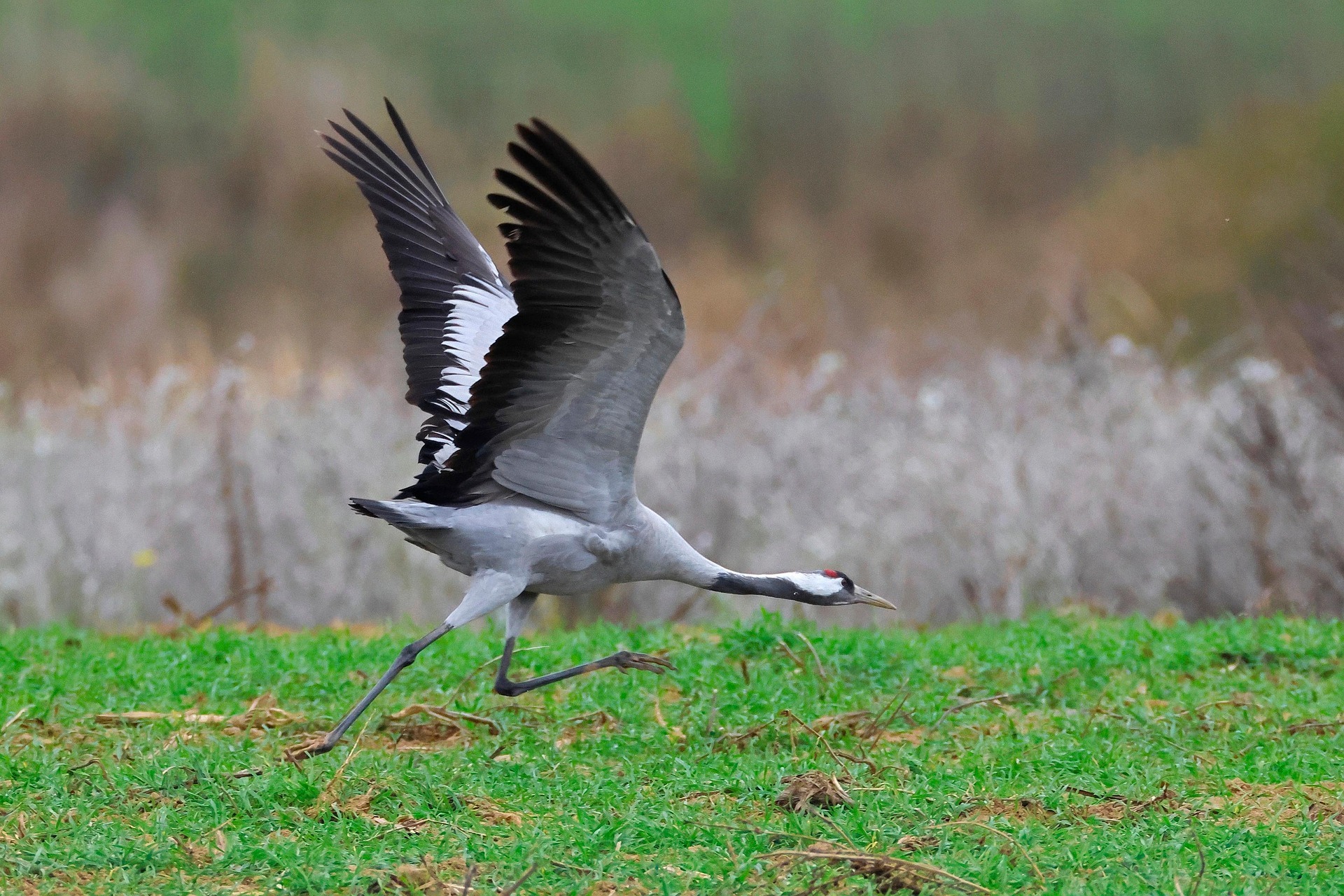 Kranich schlägt mit Flügeln.