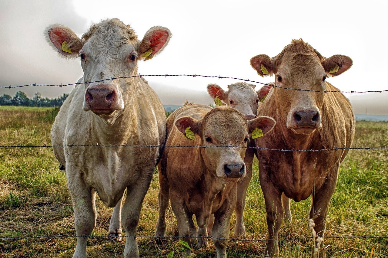 Drei Kühe stehen hinter einen Zaun und blicken in die Kamera
