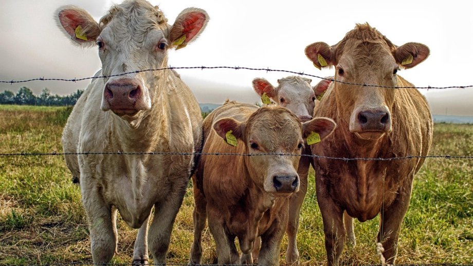 Drei Kühe stehen hinter einen Zaun und blicken in die Kamera