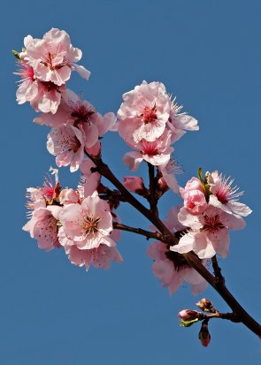 Mandelblüte