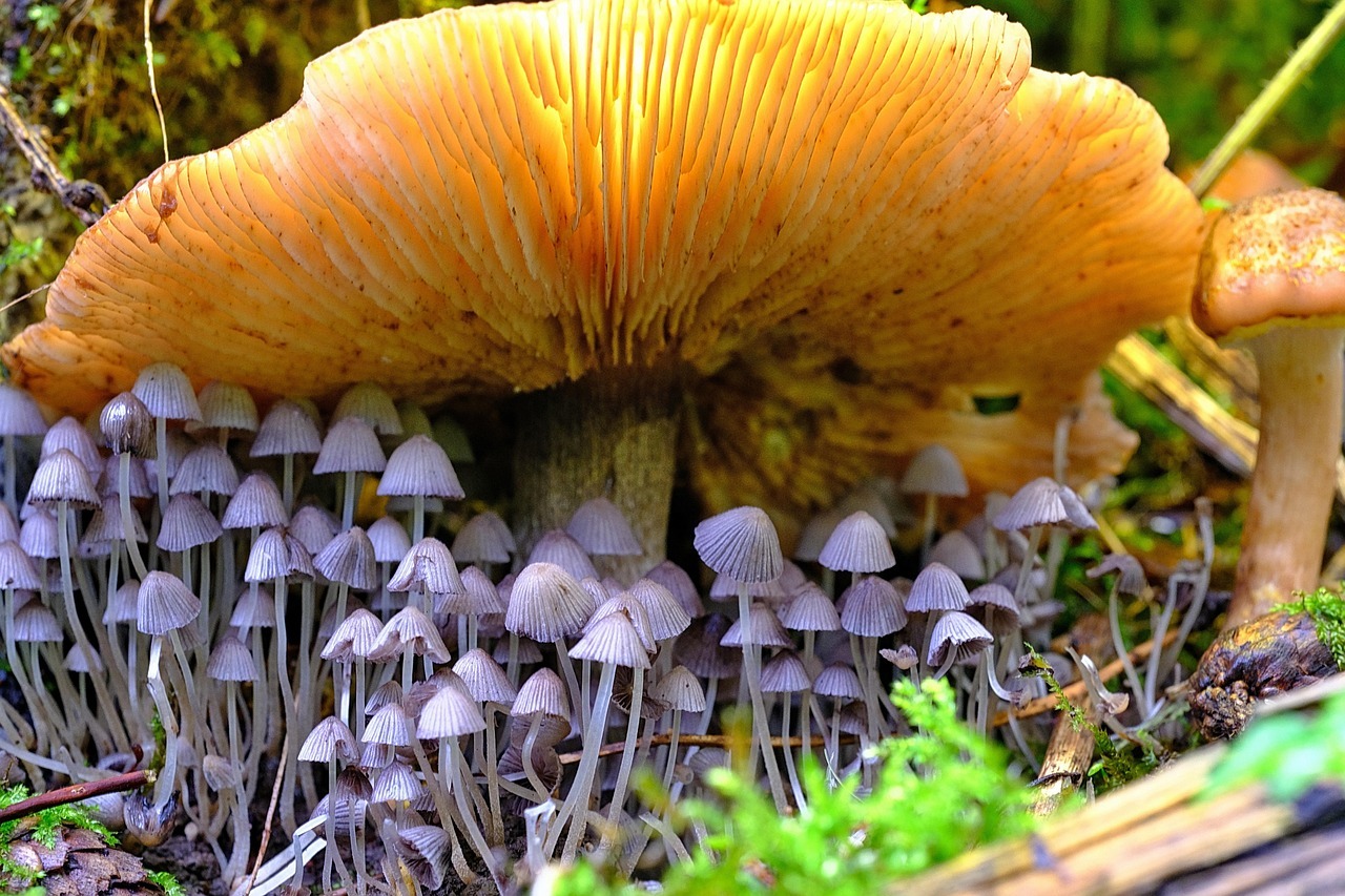 mehrere Arten von Pilzen, ein großer Pilz im Hintergrund, kleinere Pilze im Vordergrund