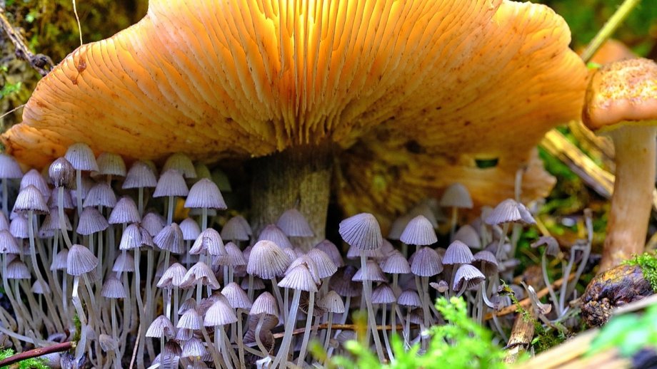 mehrere Arten von Pilzen, ein großer Pilz im Hintergrund, kleinere Pilze im Vordergrund