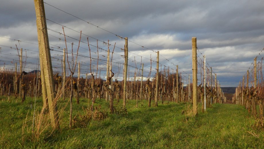 Weinbergszeilen mit Reben