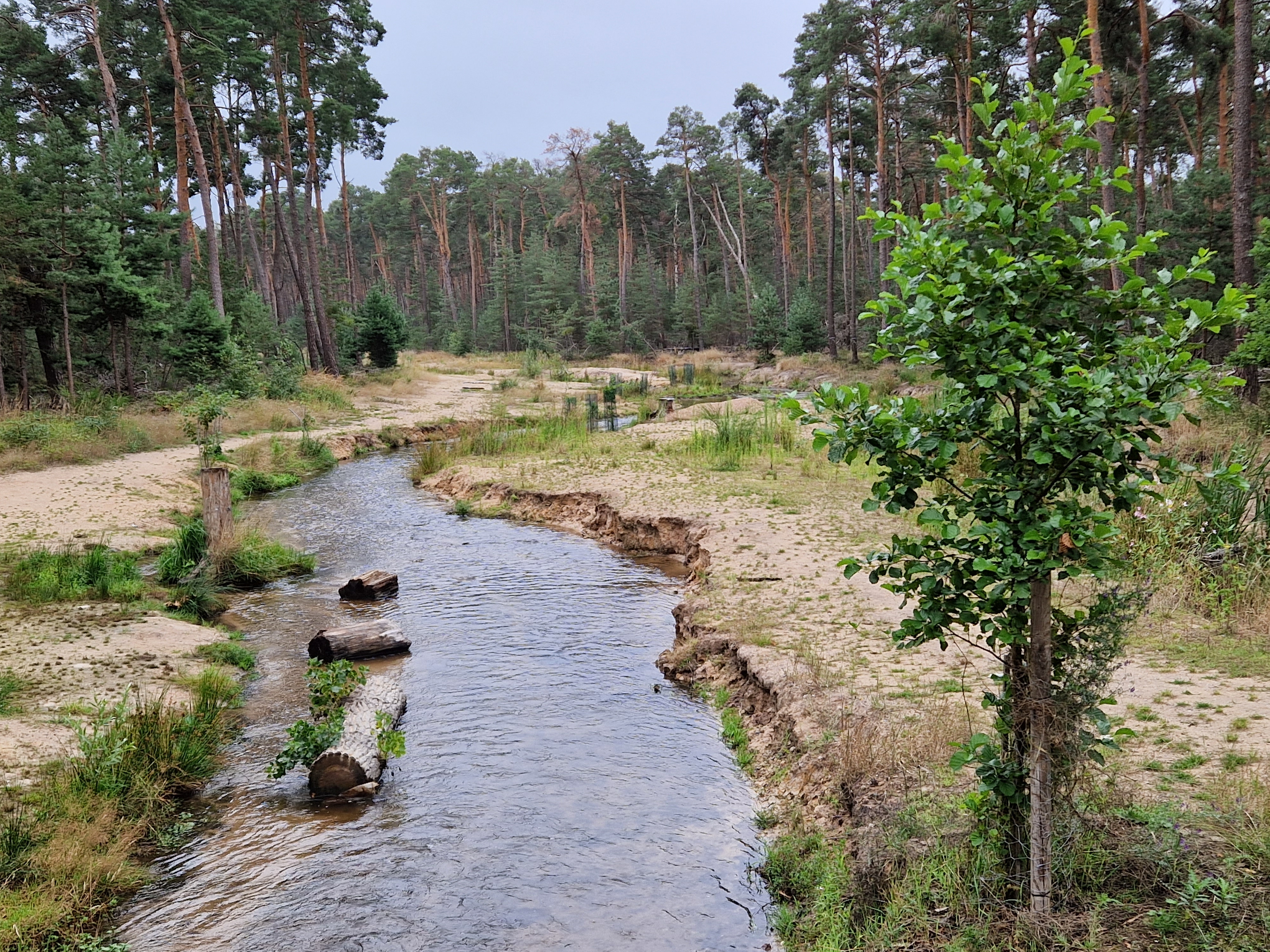 Ein Bachlauf, links und rechts davon sandiges Ufer, angrenzend an Wald. 