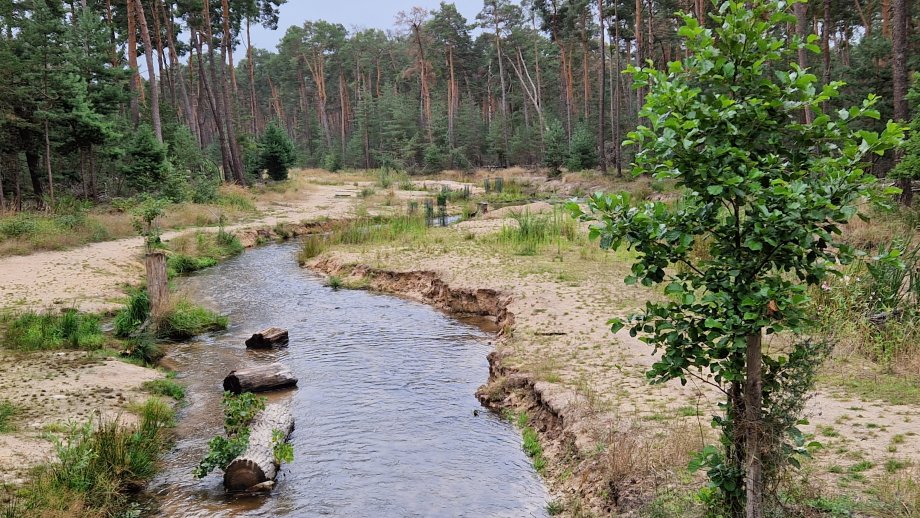 Ein Bachlauf, links und rechts davon sandiges Ufer, angrenzend an Wald. 