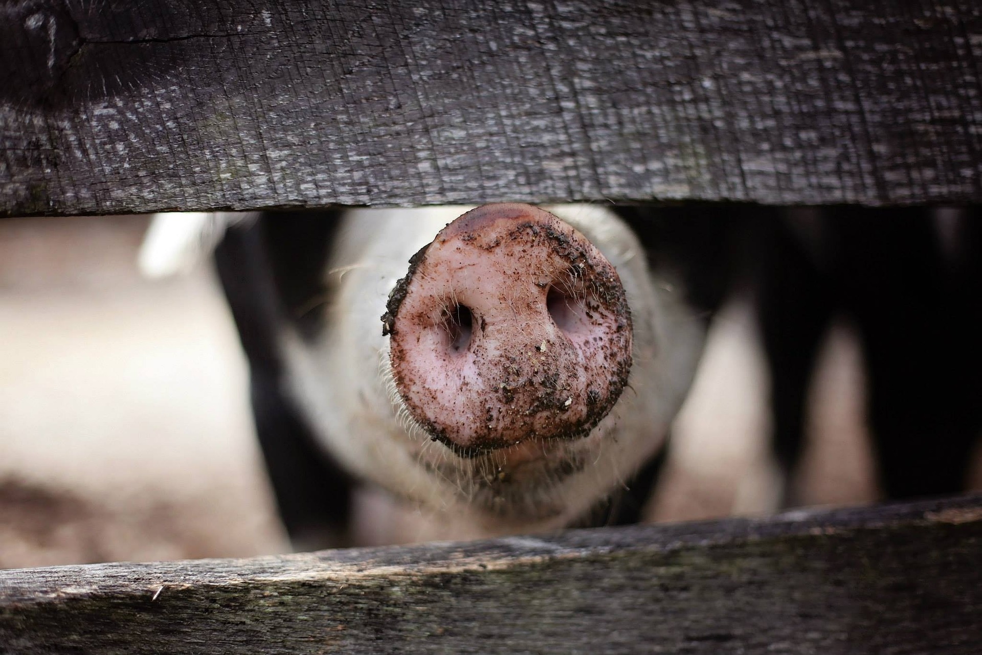 Schweine steckt Schnüffel zwischen Zaunbretter durch.