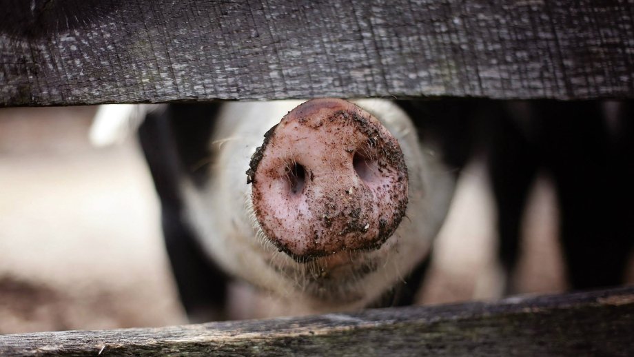Schweine steckt Schnüffel zwischen Zaunbretter durch.