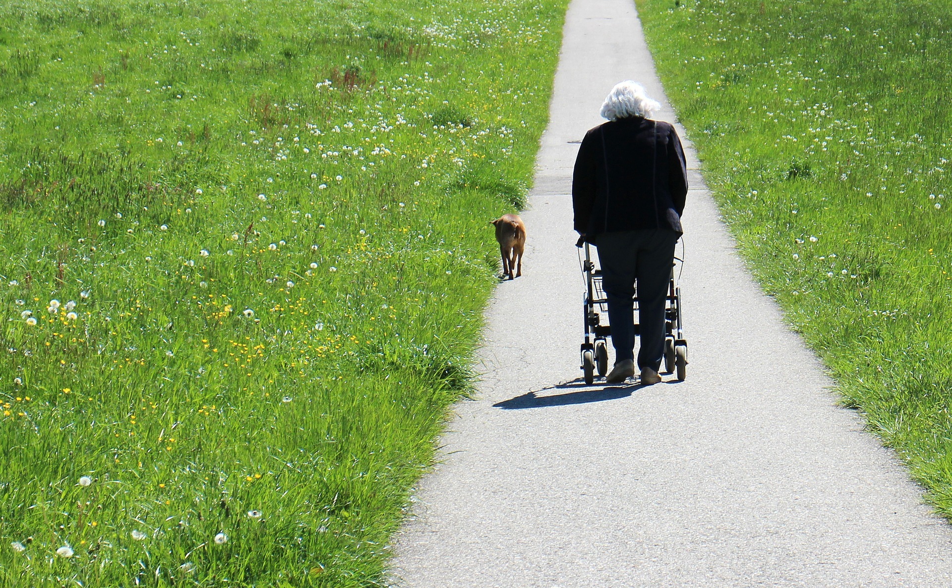 Eine ältere Frau, die von hinten zu sehen ist, läuft mit Rollator einen asphaltierten Weg im Grünen entlang. Ein Stückchen vor der Frau läuft ein brauner Hund.