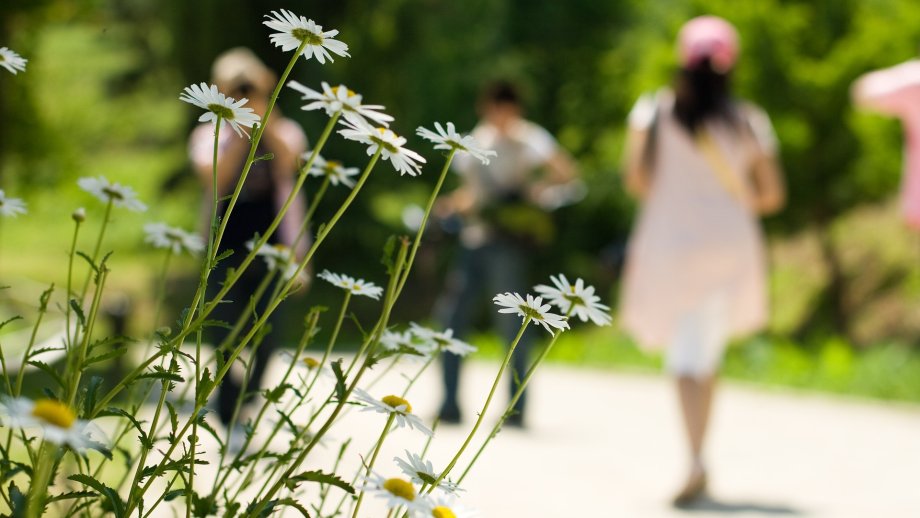 Im Vordergrund ist eine Blume zu sehen, im unscharfen Hintergrund gehen Menschen spazieren.