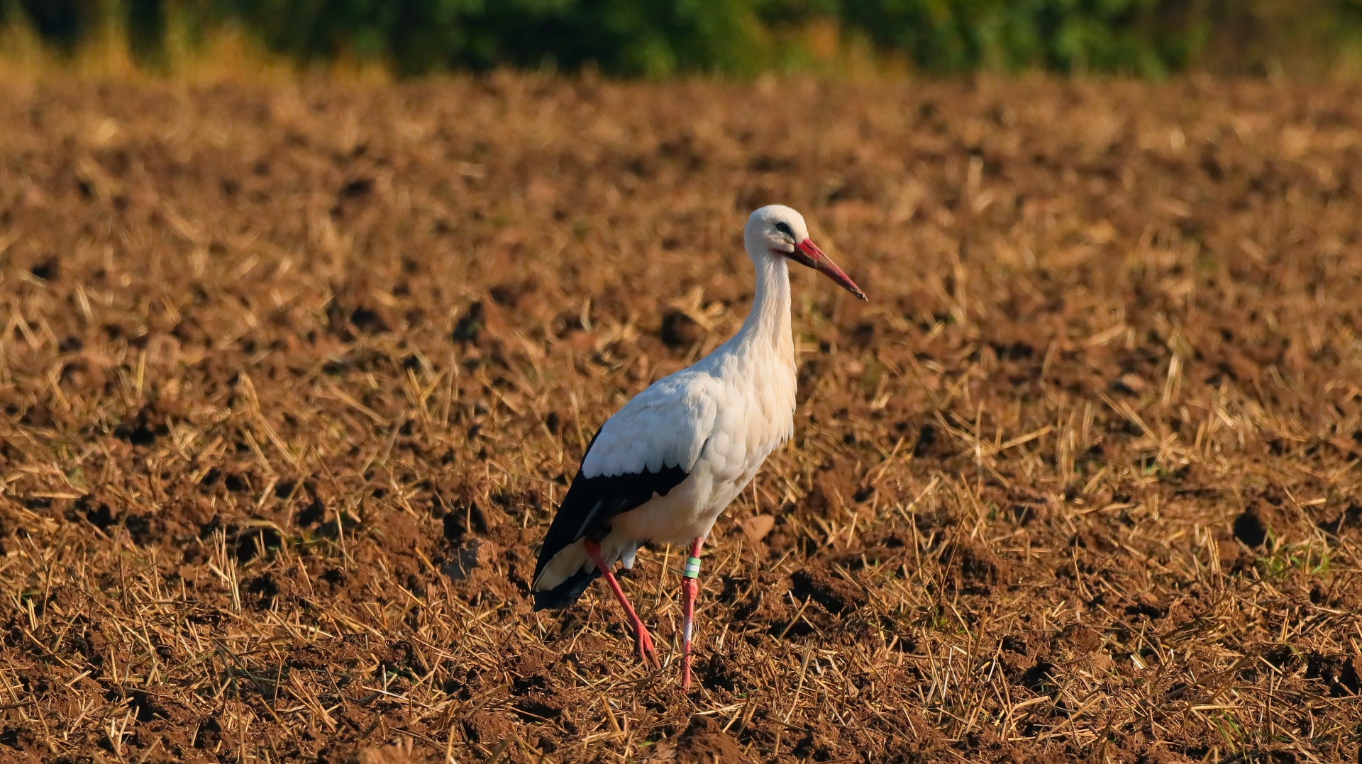 Storch auf Acker