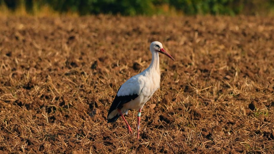 Storch auf Acker