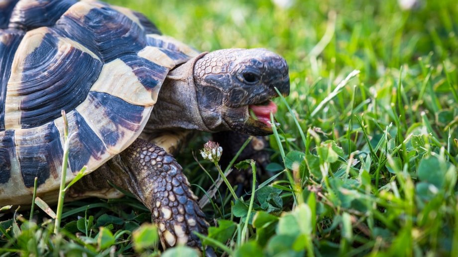 Griechische Landschildkröte 