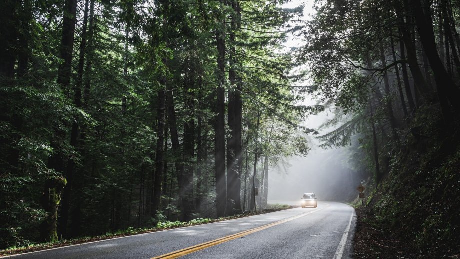 Eine Landstraße im Wald im Nebel.