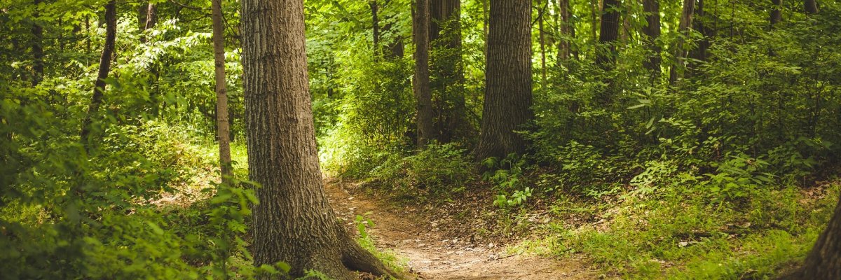 Ein Waldweg umgeben von Bäumen mit hellgrünem Laub im Sonnenschein.