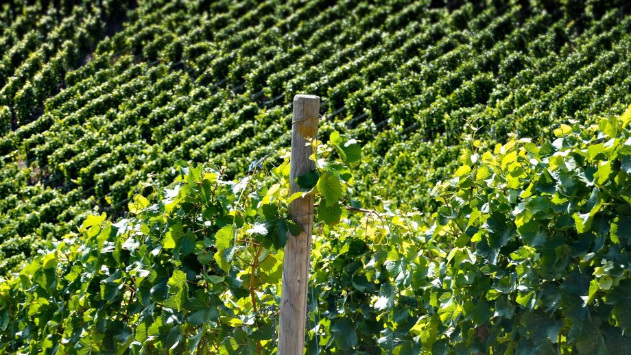 Weinbergszeilen in sattem Grün. 