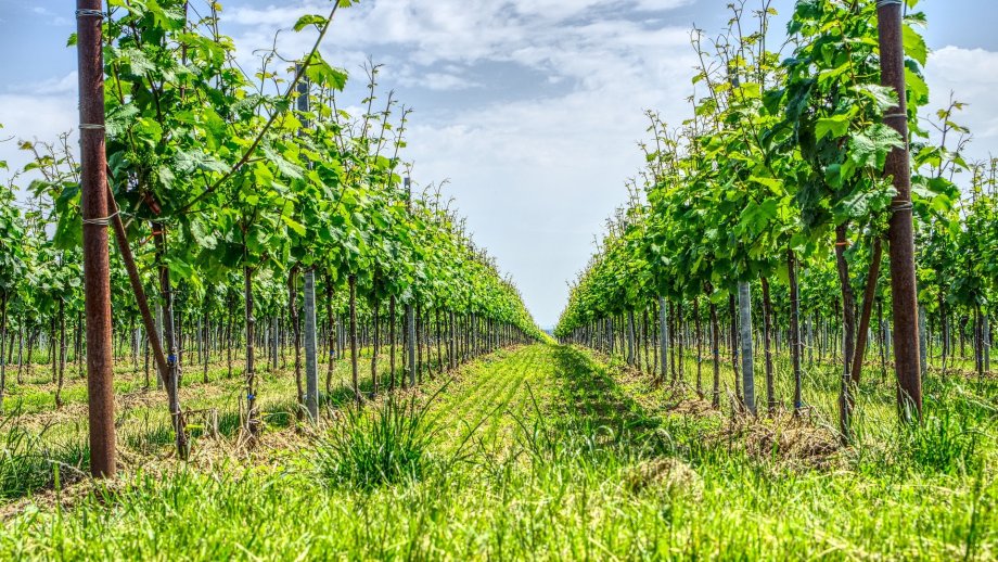 Zeilen eines Weinbergs.